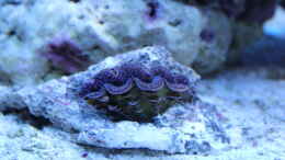 aquarium-von-sven-k--mini-riff_Mördermuschel (Tridacna maxima) ca. 6cm groß