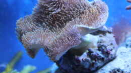 aquarium-von-sven-k--mini-riff_Pilzlederkoralle (Sarcophyton)