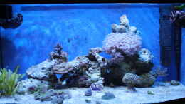 aquarium-von-sven-k--mini-riff_17.03.2011
