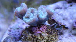 aquarium-von-sven-k--mini-riff_Fingerkoralle (Caulastrea curvata)
