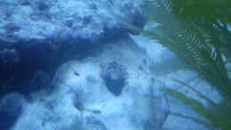 Foto mit Fünfeck-Seestern (Asterina gibbosa) Mit den Anemonen eingebracht