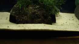 aquarium-von-torsten-bullmahn-becken-1804_...hier ist die halbe Kokosnuss, um die, die Jungen immer ru