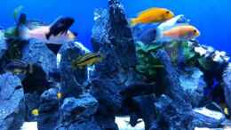 aquarium-von-danny-michel-malawi_