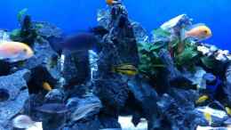 aquarium-von-danny-michel-malawi_
