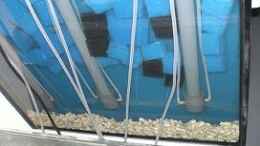 aquarium-von-daniel5-nicht-mbuna-aquarium_Tonröhrchen hinter der Filtermatte 7cm hoch und 75 cm Tiefe