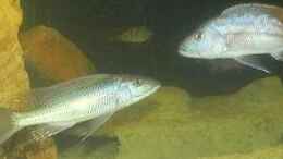 aquarium-von-daniel5-nicht-mbuna-aquarium_Champsochromis vs. Tyrannochromis