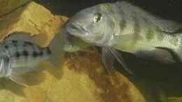 Aquarium einrichten mit Fossorochromis rostratus Paar