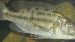 Foto mit Tyrannochromis macrostoma Weibchen