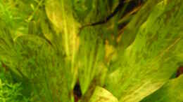Foto mit Echinodorus Ozelot grün