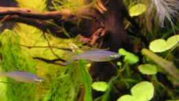 Foto mit Filigran-Regenbogenfische