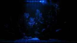 aquarium-von-oktopus-becken-18083_Nachtaufnahme
