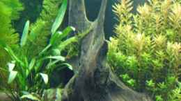 aquarium-von-oktopus-becken-18083_Mangrovenwurzel