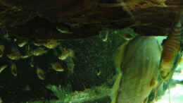 aquarium-von-horst-sander-becken-18099_Wildfänge Royal Blue/Cuipea Nachwuchs F1