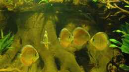 Aquarium einrichten mit BTN-Wurzelteile mit Mangrovenwurzeln