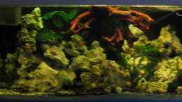 aquarium-von-sky1706-malawieaquarium-430-liter_dunkleres Licht 28.10.10