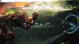 aquarium-von-sky1706-malawieaquarium-430-liter_gegen die Wasseroberfläche fotografiert rechts 28.10.10
