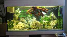aquarium-von-sky1706-malawieaquarium-430-liter_Mein neues 430 liter Malawieaquarium
