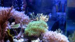 aquarium-von-maclya-small-blue-reef_