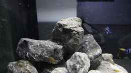 aquarium-von-anton-unsere-kuechenrueckwand-_Mastacembalus elipsifer => Name: Aalfred