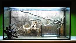 aquarium-von-schnitzler-guppybach-paludarium---einheimische-guppies_Austesten zuerst mit einem kleinen Becken als Pflanzzone ,sp