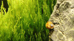 Aquarium einrichten mit Flammenmoos / Taxiphyllum spec.