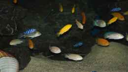 aquarium-von-andriko-mbuna-meets-basalt_