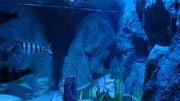 aquarium-von-thetoxicavenger-malawi-sandy-shorenur-noch-als-beispiel_