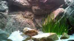 aquarium-von-thetoxicavenger-malawi-sandy-shorenur-noch-als-beispiel_Placidochromis johnstoni Weibchen 