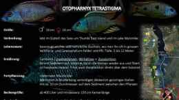 Aquarium einrichten mit Otopharynx tetrastigma Artentafel 