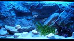 aquarium-von-thetoxicavenger-malawi-sandy-shorenur-noch-als-beispiel_...mit MarinGlo