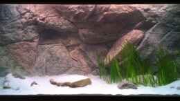 aquarium-von-thetoxicavenger-malawi-sandy-shorenur-noch-als-beispiel_Becken bepflanzt