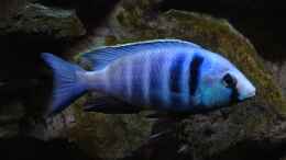 Aquarium einrichten mit Placidochromis electra
