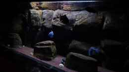 aquarium-von-thetoxicavenger-malawi-rough-shore-nur-noch-als-beispiel_