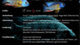 aquarium-von-thetoxicavenger-malawi-rough-shore-nur-noch-als-beispiel_Artentafel von Malawi-Guru.de 