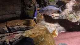 Foto mit Sciaenochromis Fryeri Weibchen mit Placidochromis Mdoka und Sciaenochromis