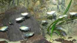 aquarium-von-philip-richter-kongo-wildwasser_Schwarm Blaue- und Gelbe Kongosalmler