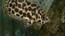 aquarium-von-philip-richter-kongo-wildwasser_Leopard-Buschfisch