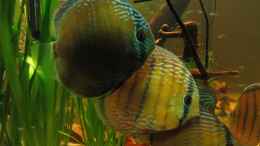 aquarium-von-hubert-demonty-becken-1827_Nahmunda Red und Green Diskus Lago Tefe
