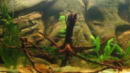 aquarium-von-hubert-demonty-becken-1827_Wurzel mit Vesicularia Dubyana