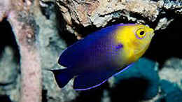 Aquarium einrichten mit Blauer Zwergkaiserfisch  Centropyge argi
