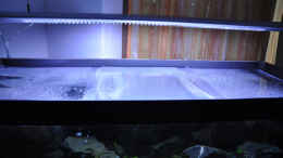 aquarium-von-sirhawkman-malawi---becken_Neue Hängelampe gekauft und installiert (2x T5)