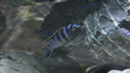 aquarium-von-sirhawkman-malawi---becken_Labidochromis Mbamba Bay (m)