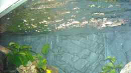 aquarium-von-herbert-becken-18312_06.01.2011 - Wasserbewegung an der Oberfläche durch die Pum