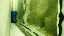 aquarium-von-herbert-becken-18312_Der Wassereintritt an der Rückseite konnte nicht mehr behob