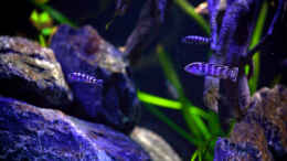 aquarium-von-erik-h--d-torm--my-first--nur-noch-als-beispiel_Impressionen 