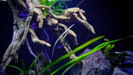 aquarium-von-erik-h--d-torm--my-first--nur-noch-als-beispiel_Die künstliche Wurzel....NEIN sie ist nicht echt! ;) 
