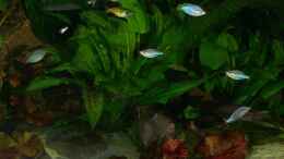 aquarium-von-peter-walenciak-becken-18321_