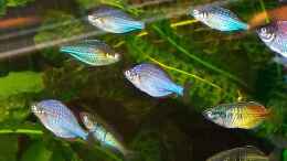 Aquarium einrichten mit Diamant - Regenbogenfisch