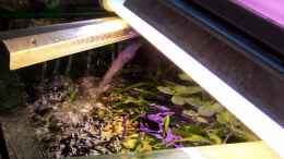 aquarium-von-peter-walenciak-becken-18321_Blick von oben, die Filter machen Power