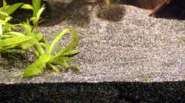 Aquarium einrichten mit Bodengrund: ca. 5 Teile Flusssand (Körnung 0,2-0,8mm)